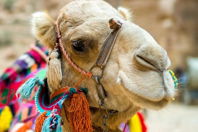 Cappadocia Camel Ride Experince Sunrise Sunset Daytime - Pickup Near Göreme: The Simple Meeting Point That Trips People Up