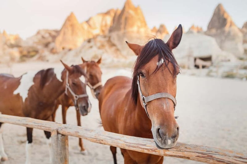 Cappadocia: Göreme Horse Riding, Fairy Chimneys w/Transfer - Price and value: why this can be a smart buy