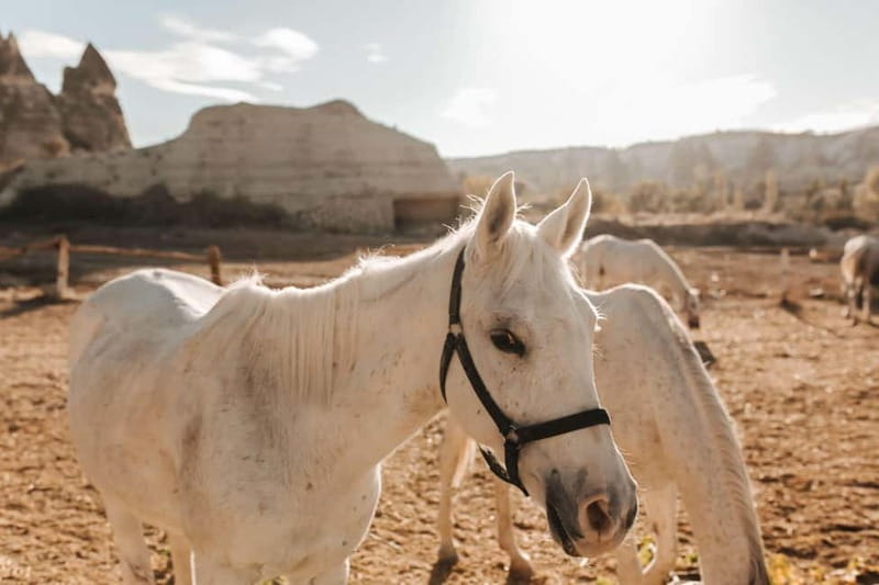 Cappadocia: Horse Riding Tour with Hotel Transfer - Who This Horse Riding Tour Is Best For