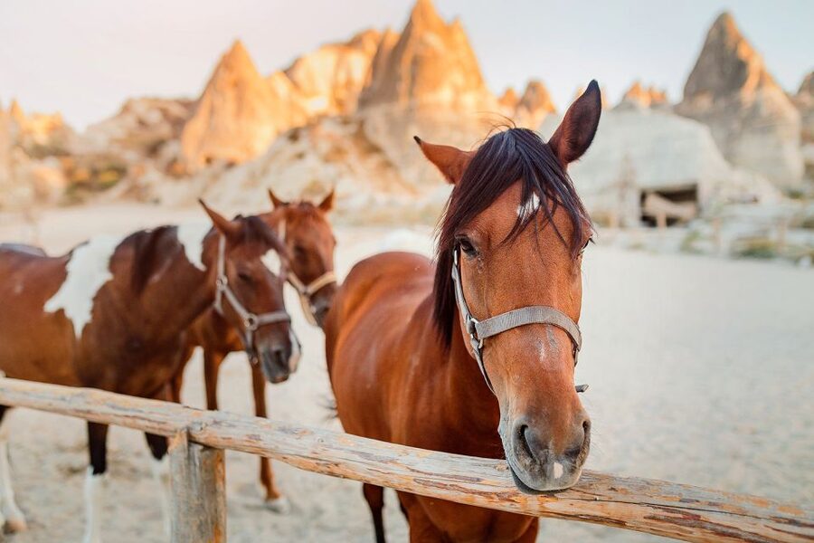 Cappadocia: Horse Riding w/Sunrise & Sunset Option - Should You Book This Cappadocia Horse Riding Experience?