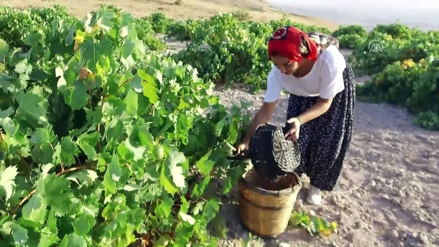 Cappadocia: Private Half-Day Vineyards & Wine Tasting Tour - Turasan Winery, the Region’s Largest Stop, and What to Expect from the Tasting