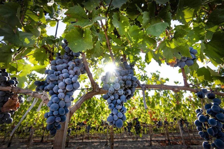 Cappadocia: Private Half-Day Vineyards & Wine Tasting Tour - Two More Local Wineries, and How to Think About Multiple Tastings