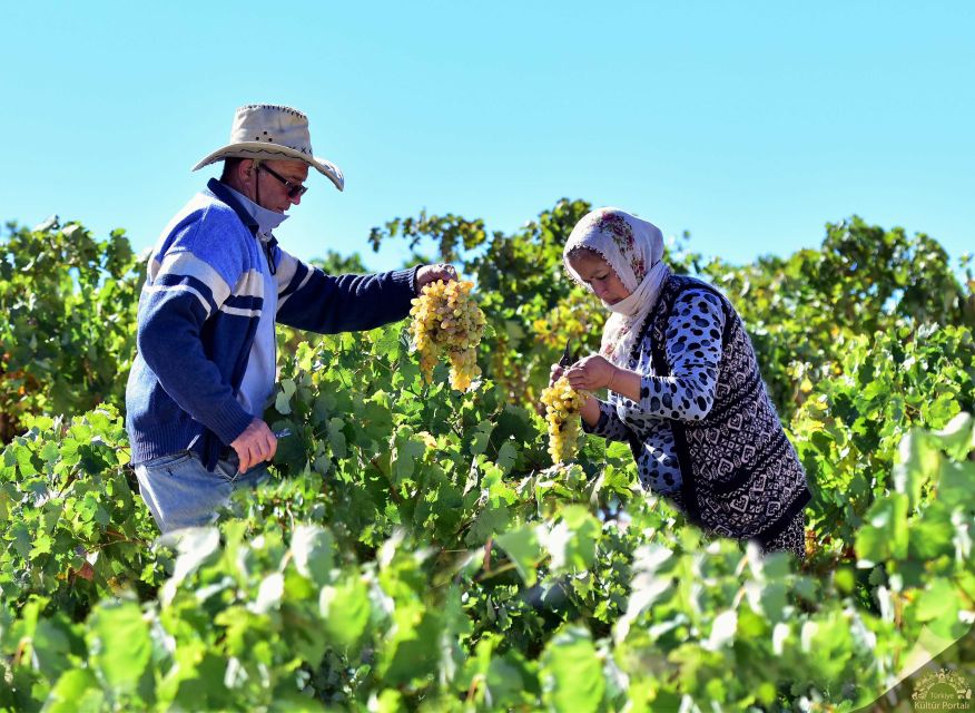 Cappadocia: Private Half-Day Vineyards & Wine Tasting Tour - Morning Pickup and the Calm 4-Hour Rhythm